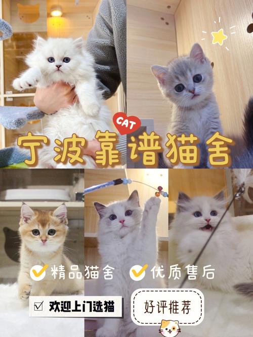 桂林买猫靠谱的地方？（好养猫客服）