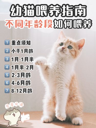 小猫怎么喂养？（怎么饲养猫）