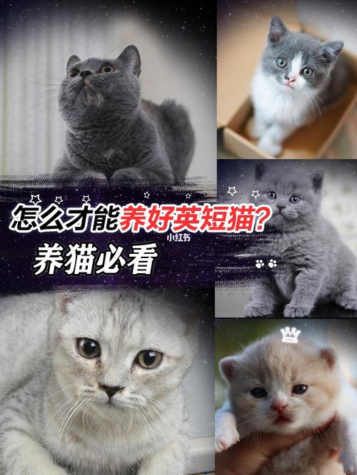 几月份猫仔好养活？（养猫最好养）