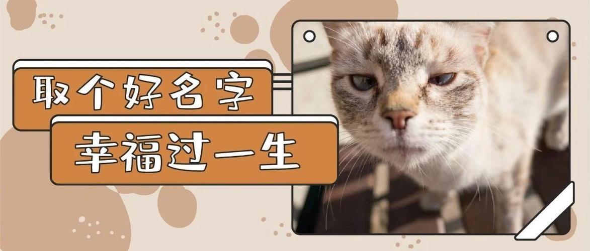 猫起名字大全？（养只狗起名喵）