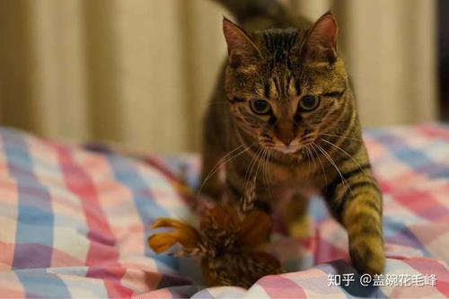 狸花猫爱称？（智能养猫杂志）