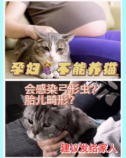 怀孕如何正确养猫？（妻子养猫流产）