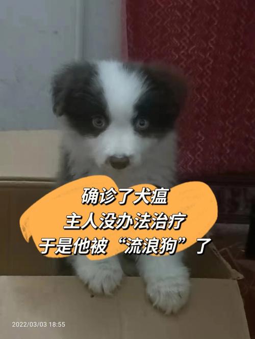 家里养了得犬瘟的狗狗，以后还可以再养狗吗？（养狗的犬瘟）