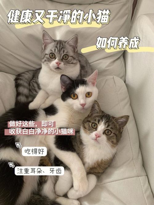 没养过猫的人该怎么养猫？（养猫相关培训）