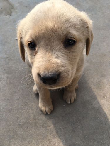 六个月拉布拉多幼犬，特别不听话，稍微教训两下就对我很凶呲牙咧嘴蹦起来要咬这狗我该怎么养？（养很凶的狗）