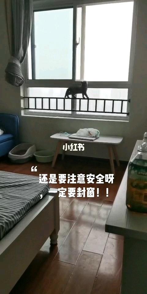 养猫不关窗户会不会跑走？（养猫房间关窗）