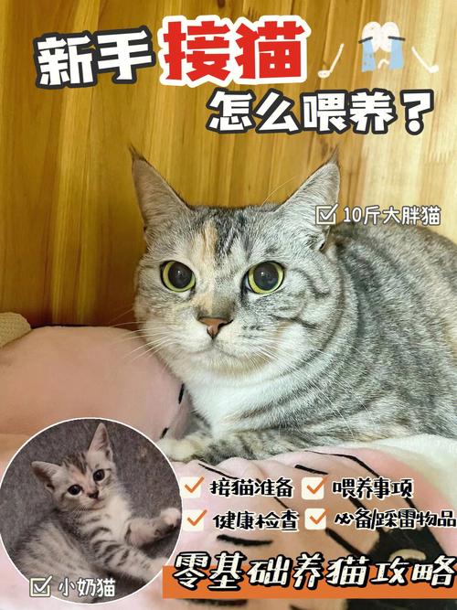 买只小猫咪亏不亏？（养猫赔钱吗）