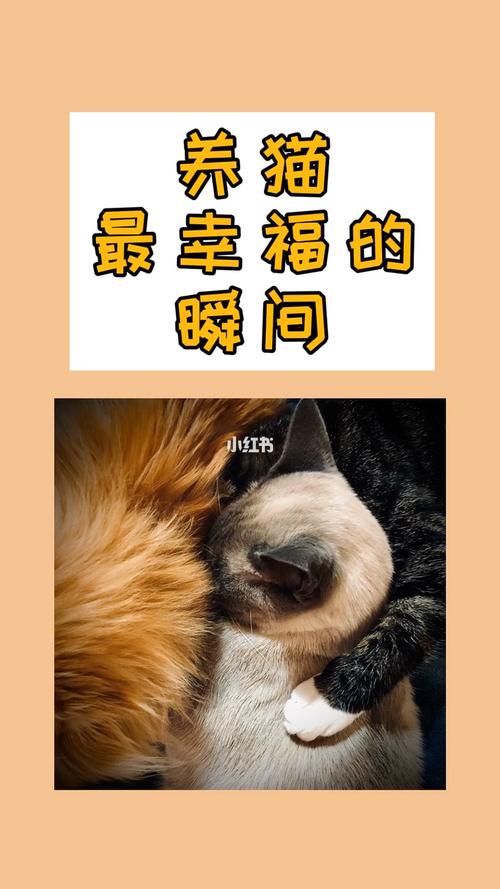 养猫的十大感受？（vlog养猫好吗）