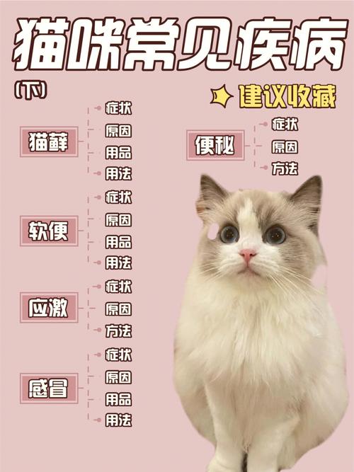 养猫最忌讳的8个细节是什么？（养猫hin可怕）