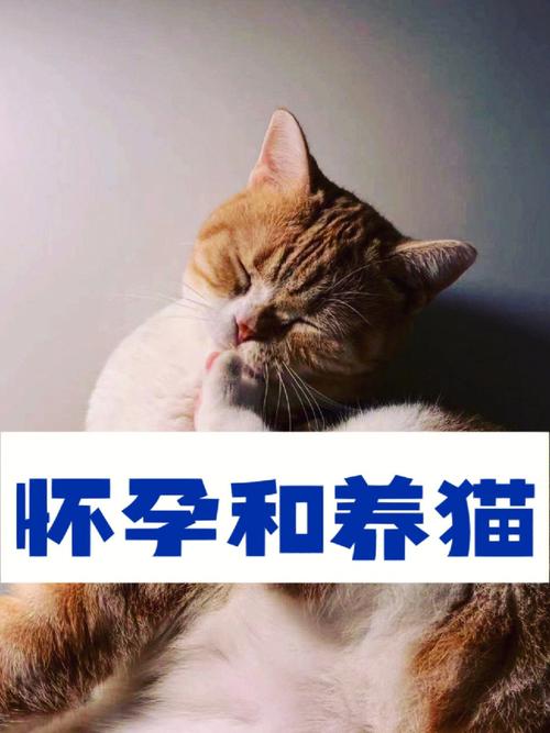 怀孕了还能养猫咪吗？（孕妇后期养猫）