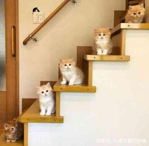 怎么教猫咪爬宿舍楼梯？（自如养猫家具）