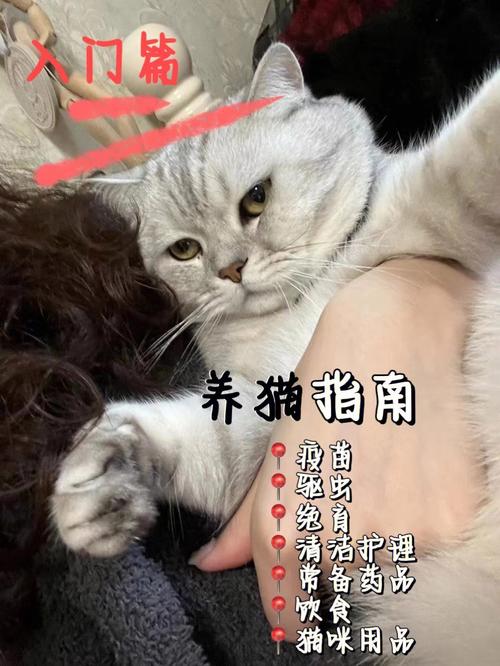 买猫之前怎么知道自己对猫毛过敏？（养猫前先测测你适合养猫吗）