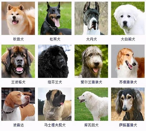 养大型犬需要准备什么？（养狗都要买啥）