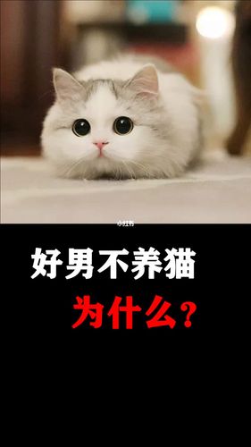 为什么好男不养猫？（男不不养猫）