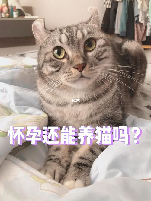 家里养猫适合怀孕吗？（妊娠可以养猫吗）