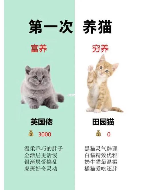 养猫是不是越养越穷？（穷还养猫吗）