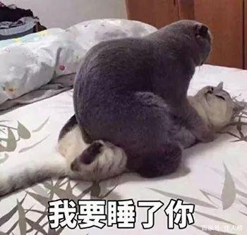 男人说你是只猫，怎么撩小哥哥？（怎么撩养猫的人）