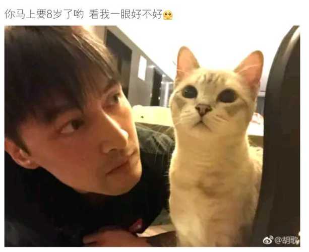 胡歌现在的助理是谁？（淘宝养猫不能助力）