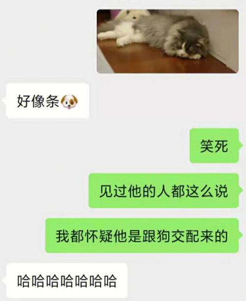 和养猫的人聊什么话题？（养猫聊天搞笑视频）