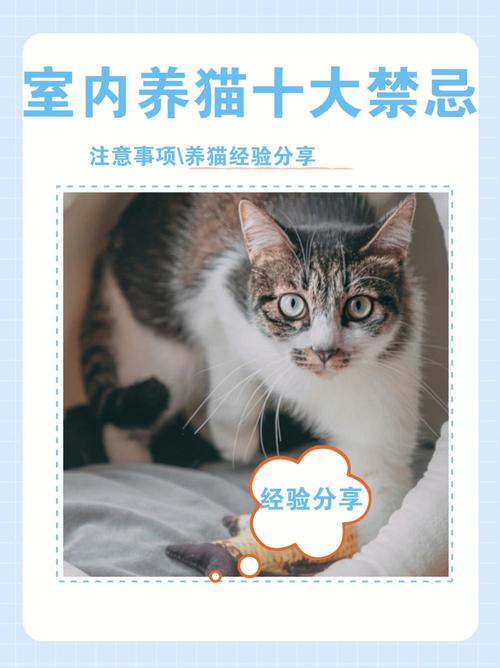 屋里磁场不干净可以养猫吗？（养猫家里风水禁忌）