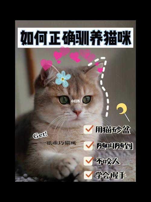 驯养猫的正确方法和技巧？（饲养猫咪技巧）