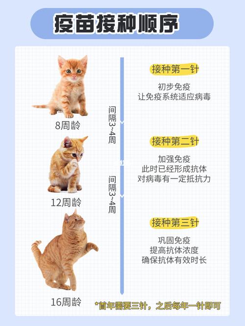 猫咪打完三联和狂犬疫苗以后呕吐怎么回事？（家里养猫想吐）