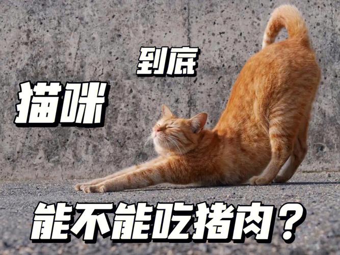 为什么猫狗不能吃猪肉？（猪肉可以养猫吗）