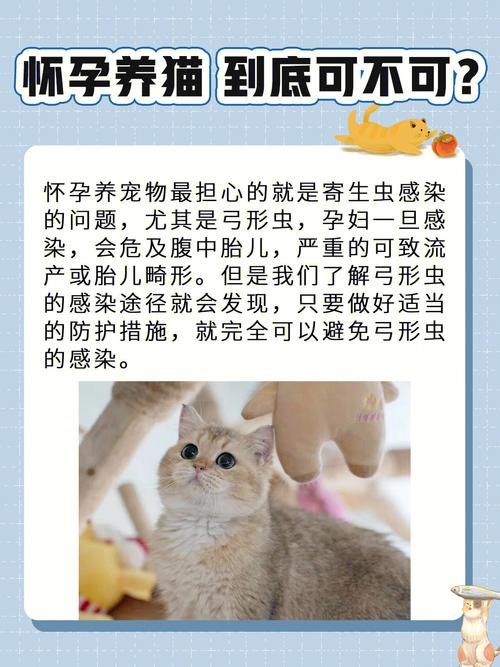 孕妇养猫的十大禁忌？（怀孕养猫专业解释）