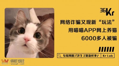 养猫啥意思网络用语？（云养猫骗局英语）