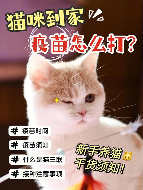 猫咪一定要打疫苗吗？（领养猫的纠结）