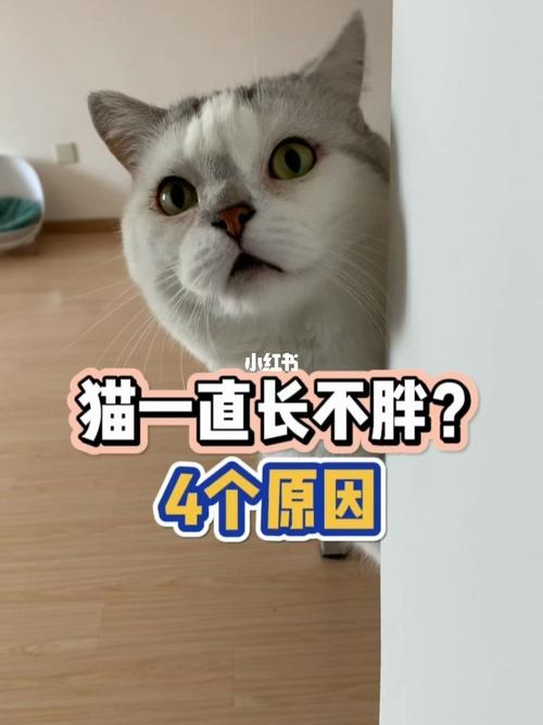 六个月猫咪光吃不胖怎么回事？（养猫会不会胖）