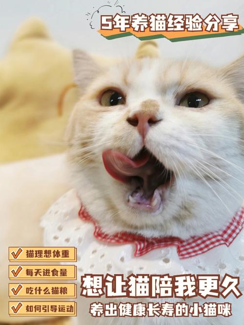 猫咪可以喂吗？（大佬要养猫txt）