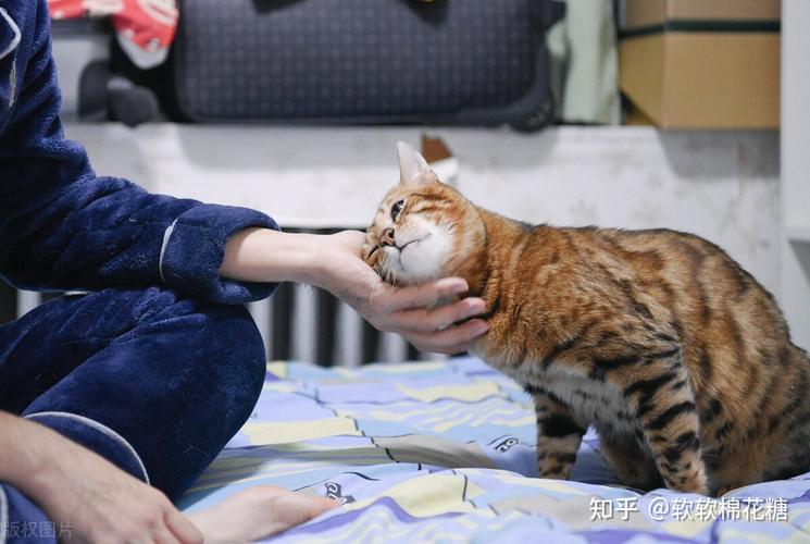 为什么越来越多的年轻人选择养猫？（霸道的人养猫吗）