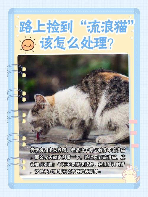 如何带走流浪猫？（养猫就是陷阱嘛）