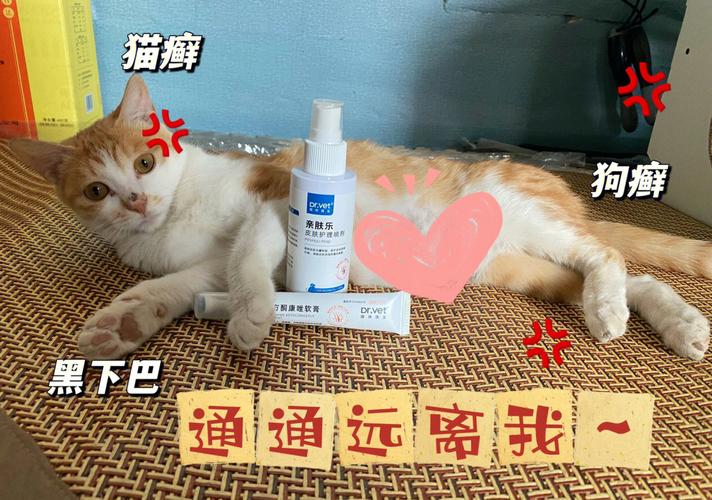 第一次养猫，需要在家中必备什么药品？（束家养猫故事）