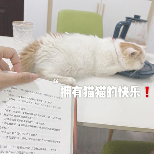 养猫的乐趣句子？（我已经养猫了）