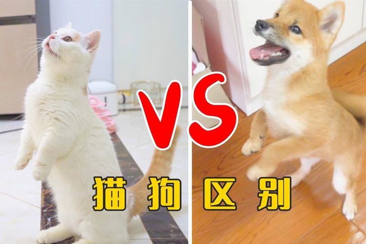 养猫楼上楼下来找怎么办？（搂上养狗养猫）