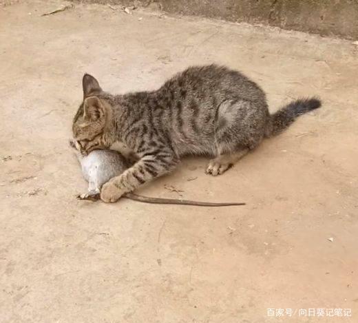 瓜州牧猫条好吗？（农村养猫不挑食）