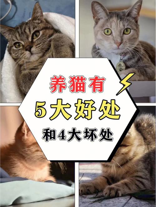 猫夏丐尊好句赏析？（半侣云养猫）