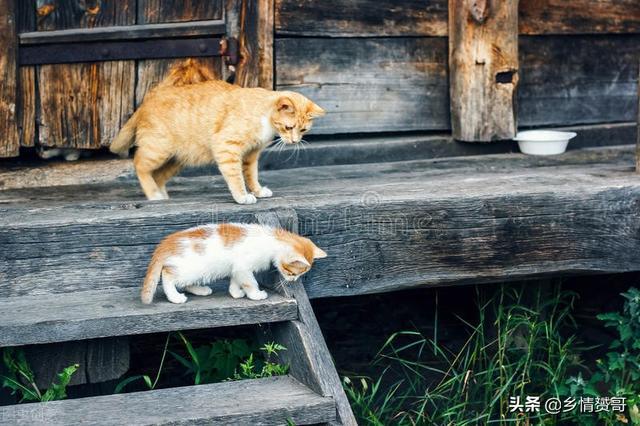 农村院子里养猫可以吗？（小伙在农村养猫）