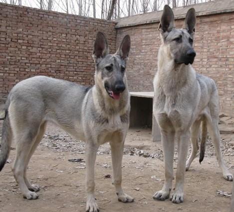 狼青和捷克狼犬哪个贵？（养狗狼青犬）