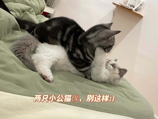 tt语音养猫是什么意思？（养猫打闹的视频）