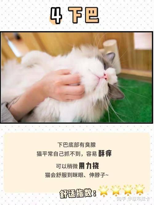 猫咪为什么会按摩？（养猫的才知道）