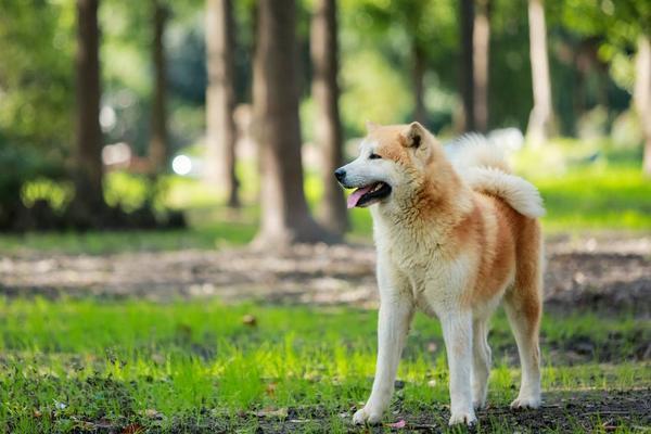 什么季节买狗狗合适？（秋狗好养吗）