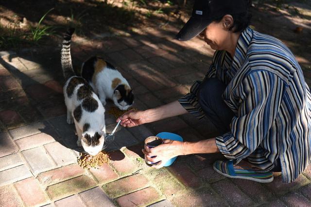 一个人养猫的好处？（北京爱心养猫人）