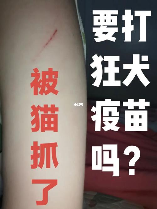 养猫的都被猫抓吗？（养猫都被抓吗）