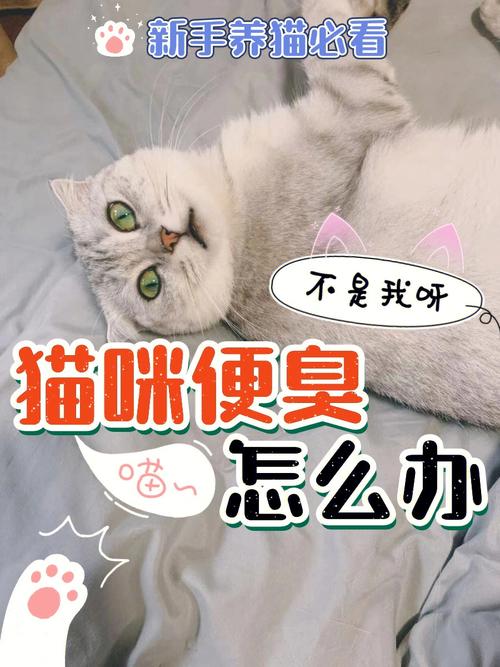 楼下养猫往我家反臭味？（养猫住户提醒我）