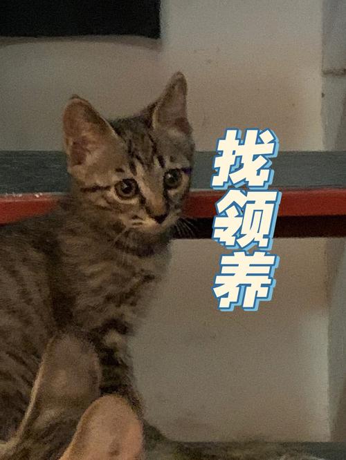 山东济宁爱山东怎么办准生证？（济宁领养猫咪）