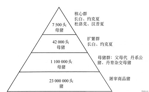 猪的繁育方法和技巧？（生猪养殖繁育体系）