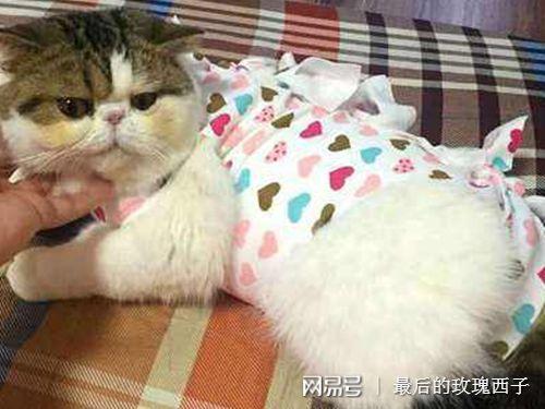 半夜听见猫叫预示什么？（男人暗示你想养猫）